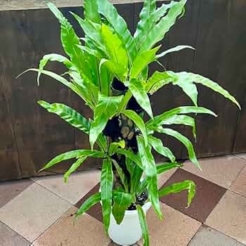 【現品】オオタニワタリ　天然ヘゴ付き　（2） おしゃれ 観葉植物：オオタニワタリ ヘゴ板付 鉢カバー*麻布 2箱